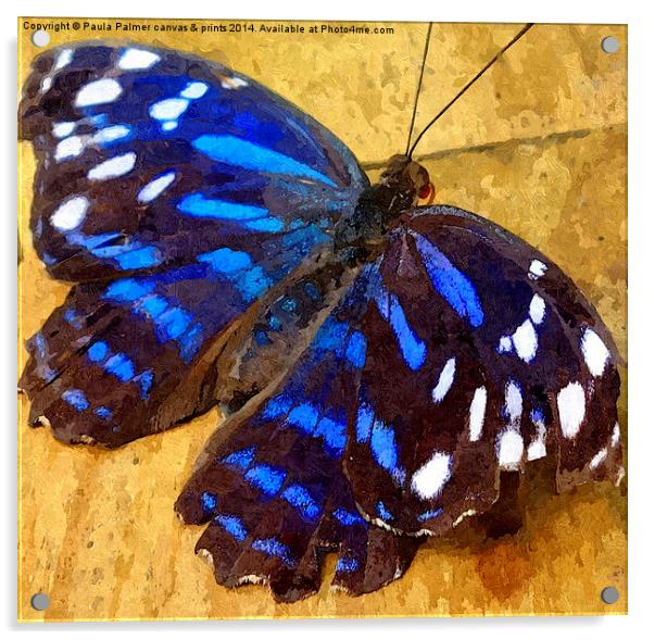  Blue wing butterfly Acrylic by Paula Palmer canvas