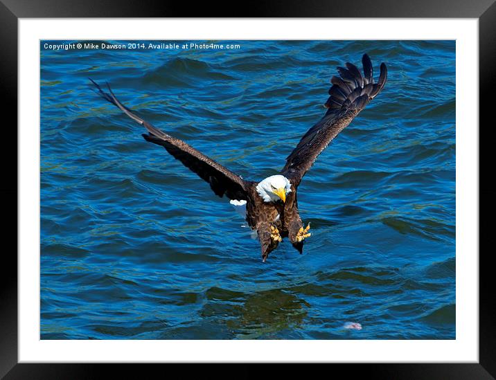 Talons First Framed Mounted Print by Mike Dawson