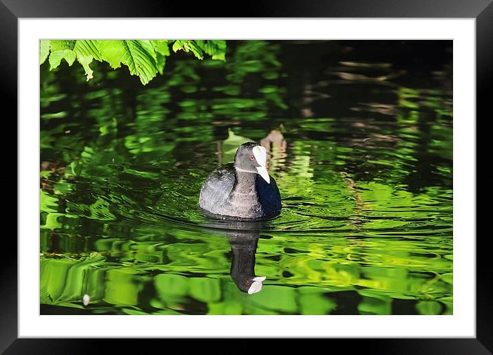 Coot on a river of green  Framed Mounted Print by Ian Duffield