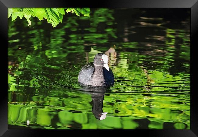 Coot on a river of green  Framed Print by Ian Duffield