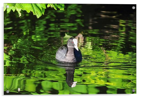 Coot on a river of green  Acrylic by Ian Duffield