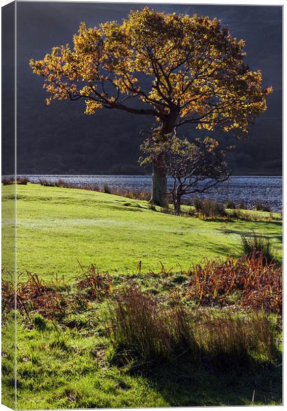  Backlit tree at Crummock Water Canvas Print by Ian Duffield