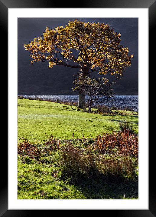  Backlit tree at Crummock Water Framed Mounted Print by Ian Duffield