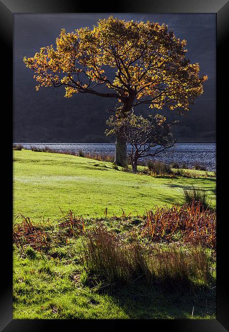  Backlit tree at Crummock Water Framed Print by Ian Duffield