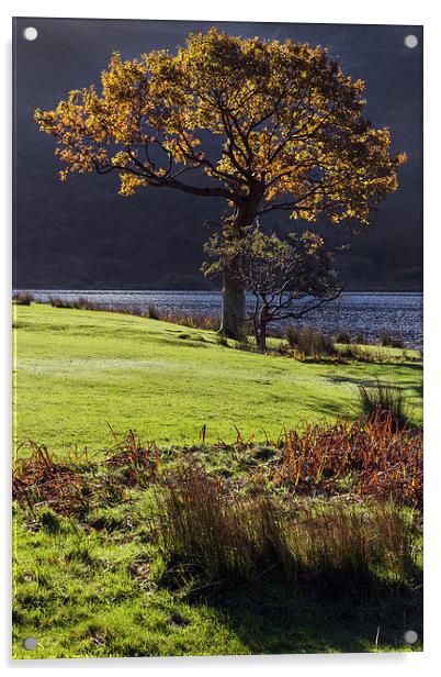  Backlit tree at Crummock Water Acrylic by Ian Duffield
