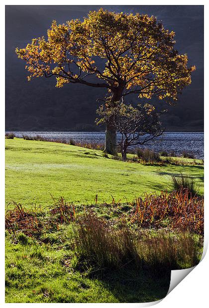  Backlit tree at Crummock Water Print by Ian Duffield