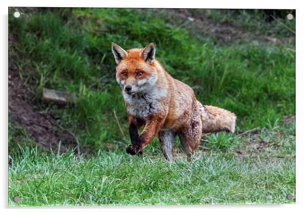  Fox on the run Acrylic by Ian Duffield