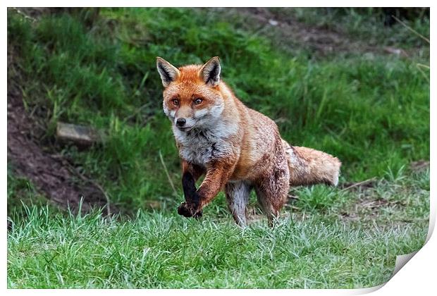  Fox on the run Print by Ian Duffield