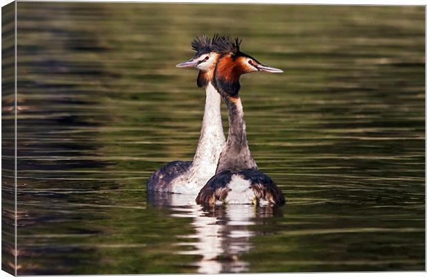  Great Crested Grebe courtship display Canvas Print by Ian Duffield