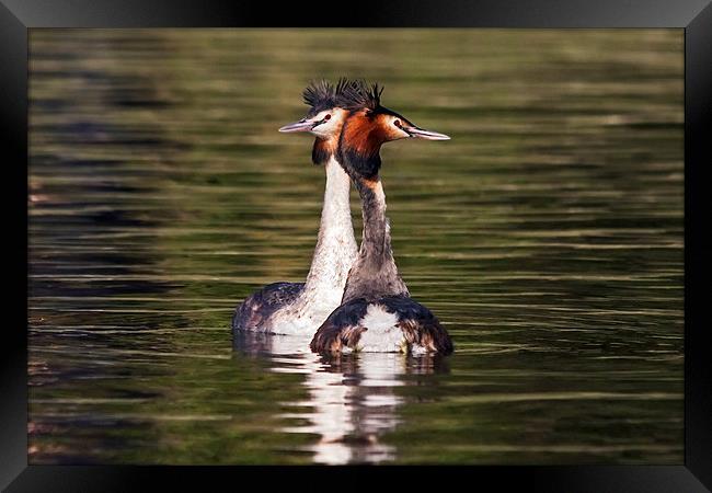  Great Crested Grebe courtship display Framed Print by Ian Duffield