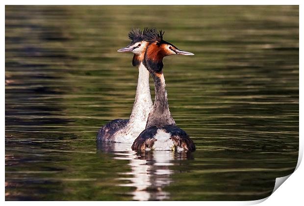  Great Crested Grebe courtship display Print by Ian Duffield