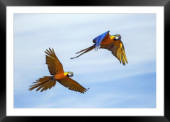  Colourful macaws in flight Framed Mounted Print by Ian Duffield