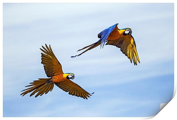  Colourful macaws in flight Print by Ian Duffield