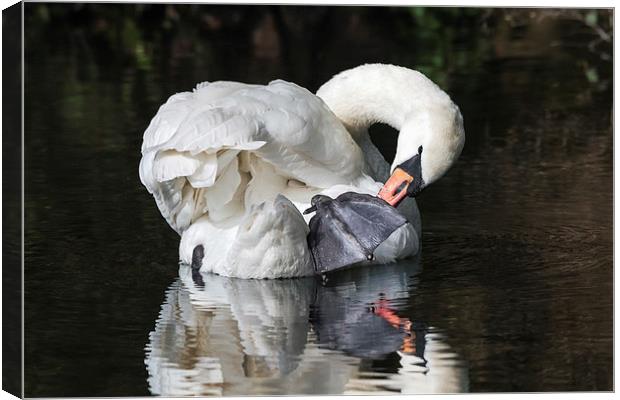  Mute Swan preening itself and reflected in water Canvas Print by Ian Duffield