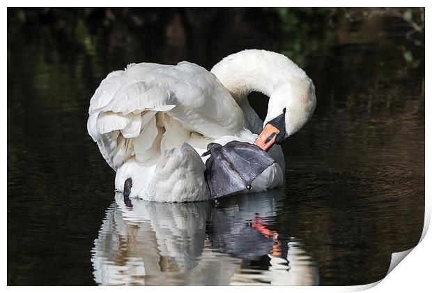  Mute Swan preening itself and reflected in water Print by Ian Duffield