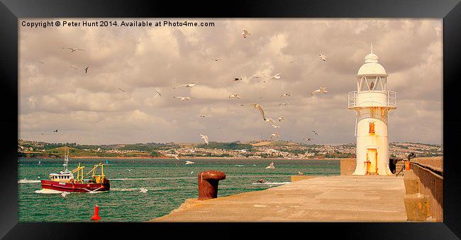  Seagulls Over The Breakwater Framed Print by Peter F Hunt