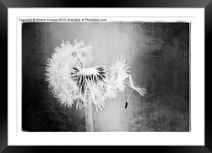 Just Dandy in Black and White Framed Mounted Print by Natalie Kinnear