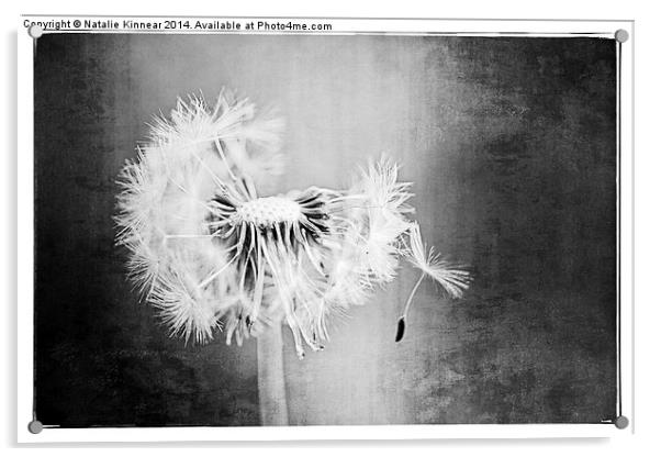 Just Dandy in Black and White Acrylic by Natalie Kinnear