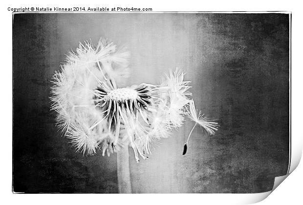 Just Dandy in Black and White Print by Natalie Kinnear