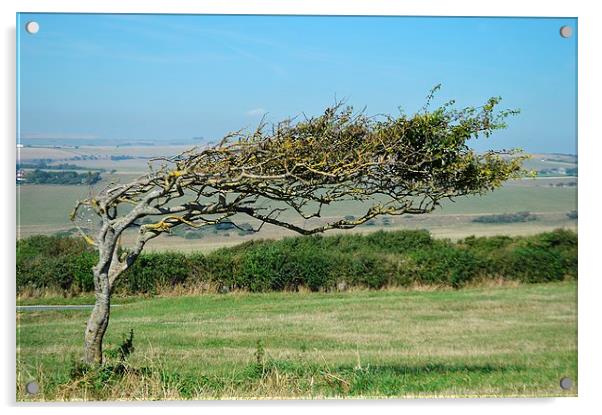 Windswept Tree Acrylic by David Brotherton