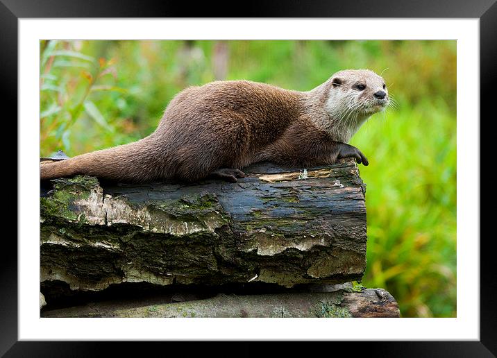  Small Clawed Otter Framed Mounted Print by Steve Hodgson