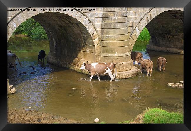  Cows Paddling in a River Framed Print by Richard Pinder