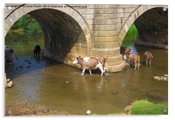  Cows Paddling in a River Acrylic by Richard Pinder