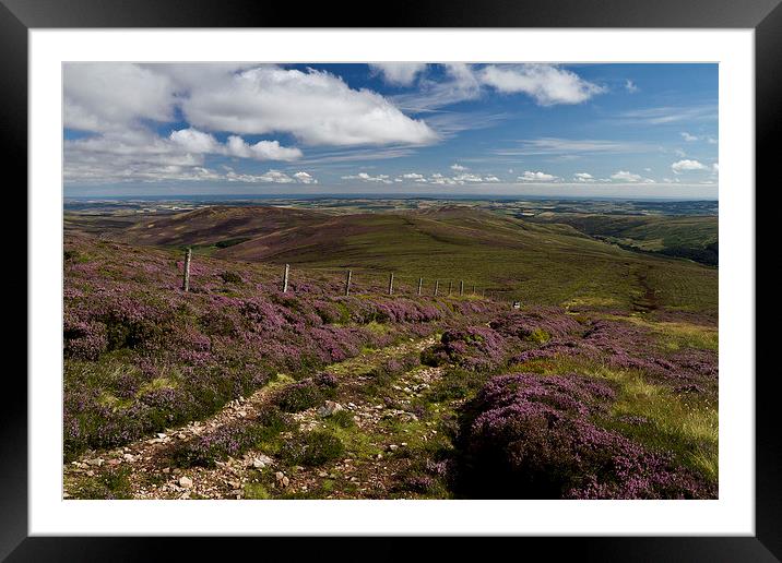  Heather in the Cheviots Framed Mounted Print by Steve Wilson