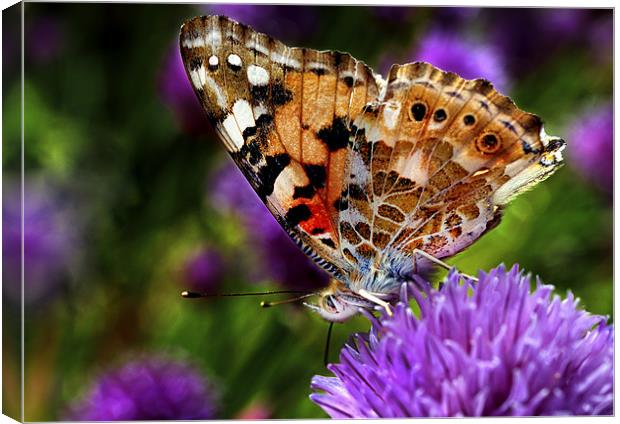 Painted Lady Canvas Print by John Boyle