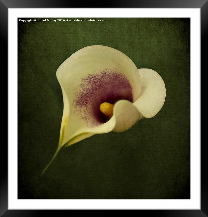  Calla Lily Framed Mounted Print by Robert Murray