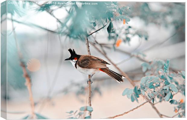  Red-Whiskered Bulbul. Nature in Alien Skin Canvas Print by Jenny Rainbow