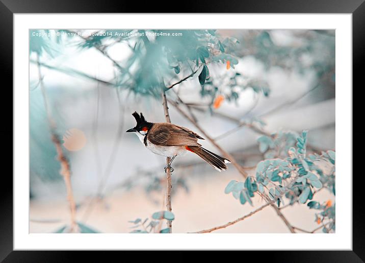  Red-Whiskered Bulbul. Nature in Alien Skin Framed Mounted Print by Jenny Rainbow