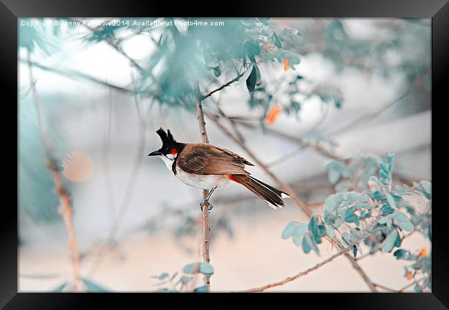  Red-Whiskered Bulbul. Nature in Alien Skin Framed Print by Jenny Rainbow