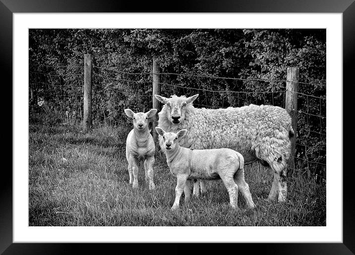  Sheep Framed Mounted Print by Jason Connolly