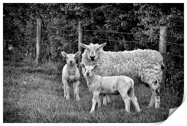  Sheep Print by Jason Connolly