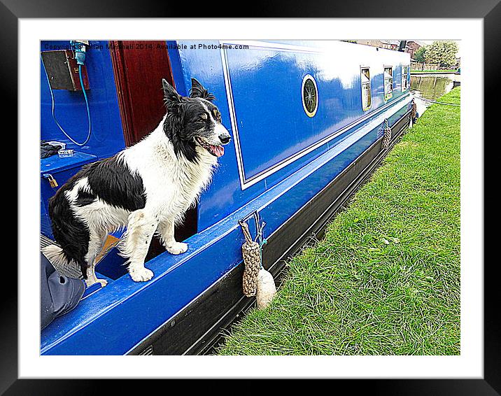  Collie aboard a barge. Framed Mounted Print by Lilian Marshall