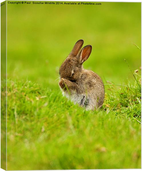  Brown Rabbit Canvas Print by Paul Scoullar