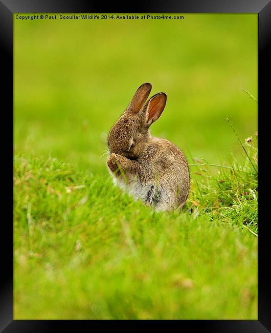  Brown Rabbit Framed Print by Paul Scoullar