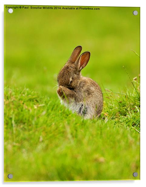  Brown Rabbit Acrylic by Paul Scoullar