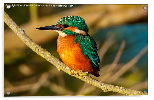  kingfisher Acrylic by paul neville