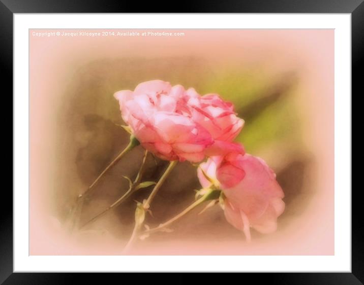 Soft Pink Roses  Framed Mounted Print by Jacqui Kilcoyne