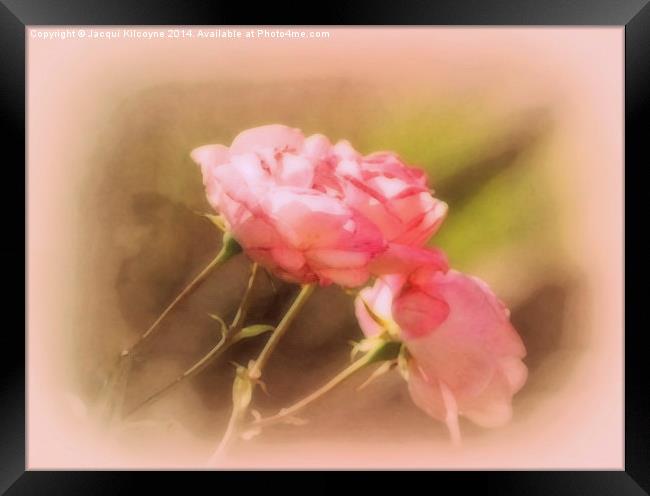Soft Pink Roses  Framed Print by Jacqui Kilcoyne