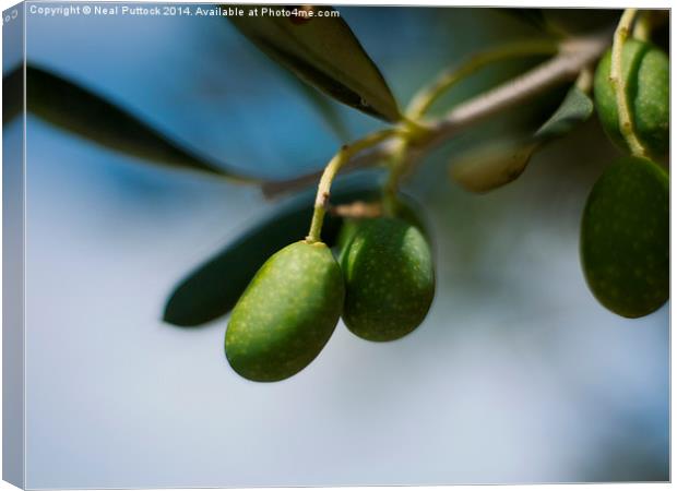  Olives Canvas Print by Neal P