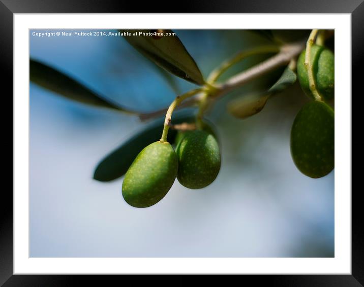  Olives Framed Mounted Print by Neal P