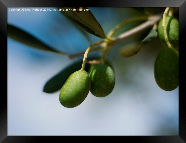  Olives Framed Print by Neal P