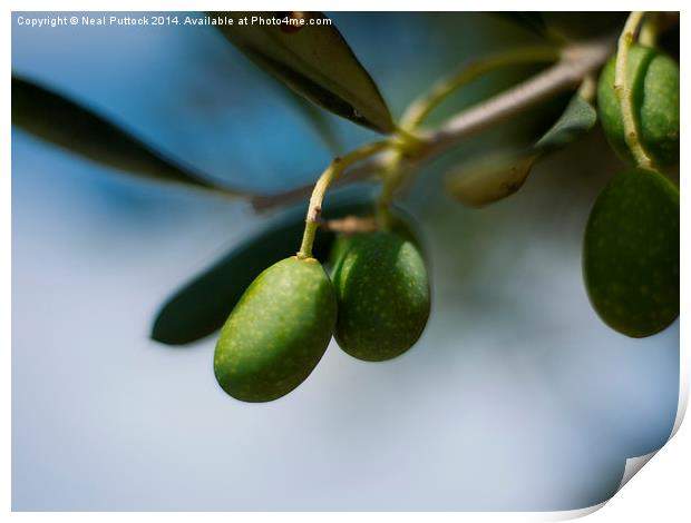 Olives Print by Neal P