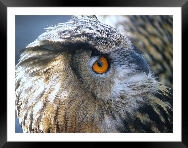 eagle owl 2 Framed Mounted Print by malcolm maclean