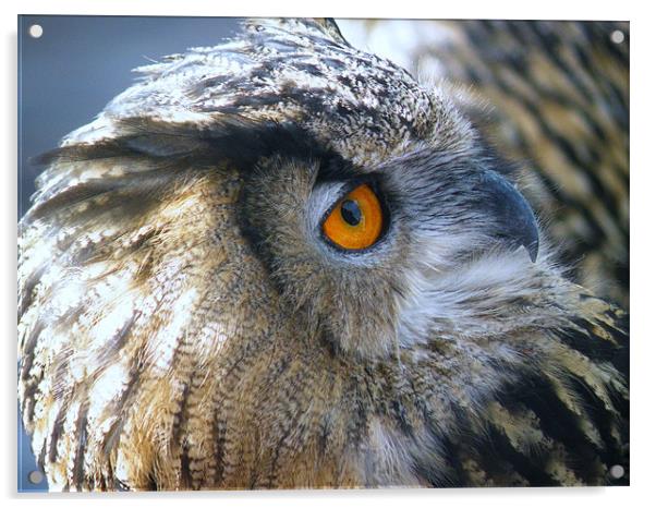eagle owl 2 Acrylic by malcolm maclean