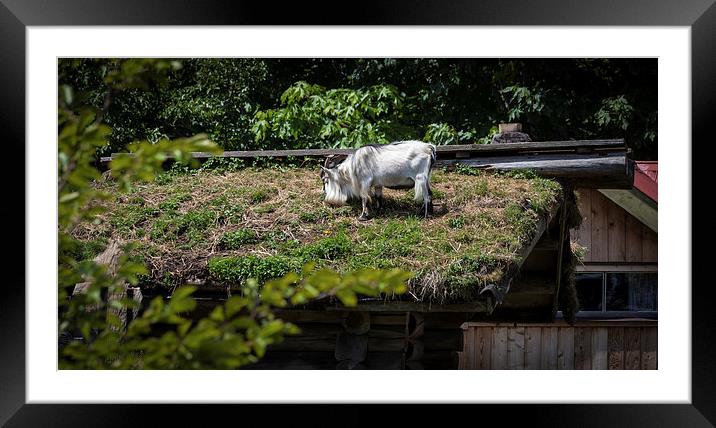  Goat on a roof Framed Mounted Print by Leighton Collins