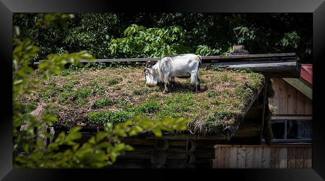  Goat on a roof Framed Print by Leighton Collins